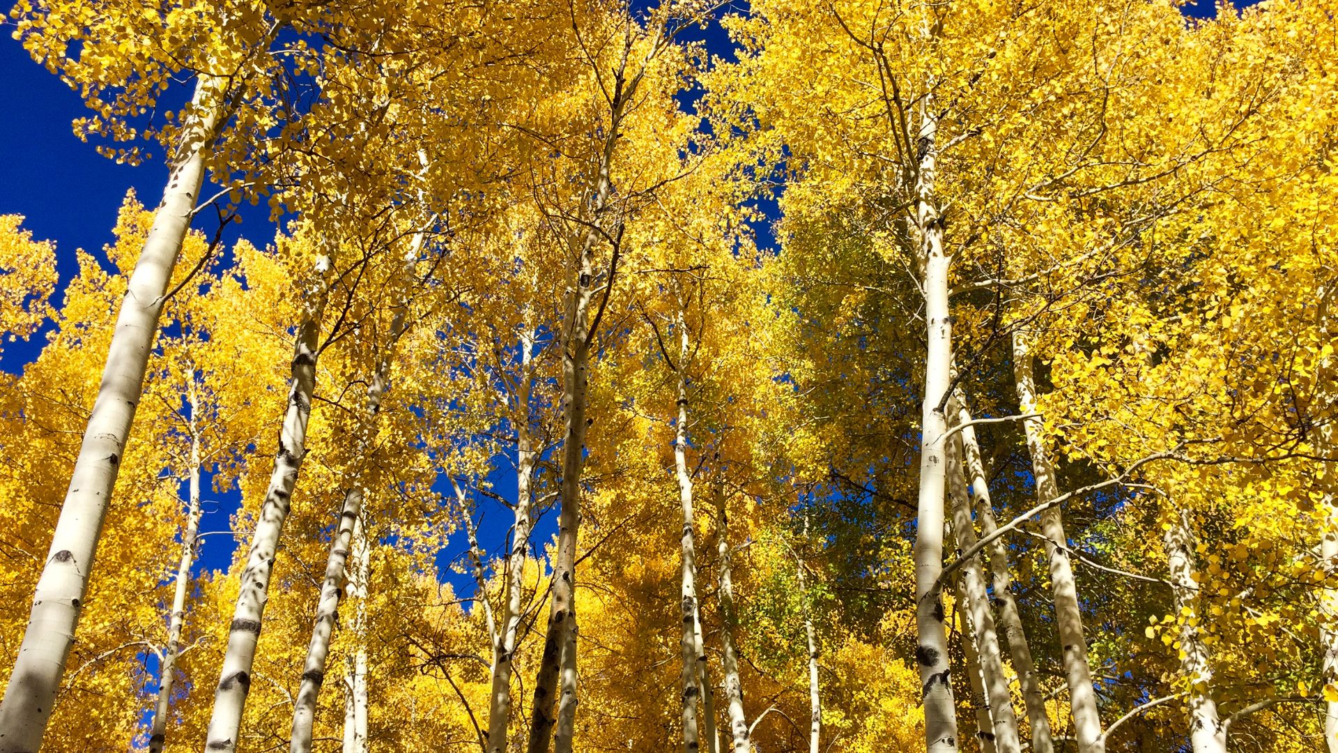 Can a Flagstaff Personal Injury Attorney Increase Your Settlement image